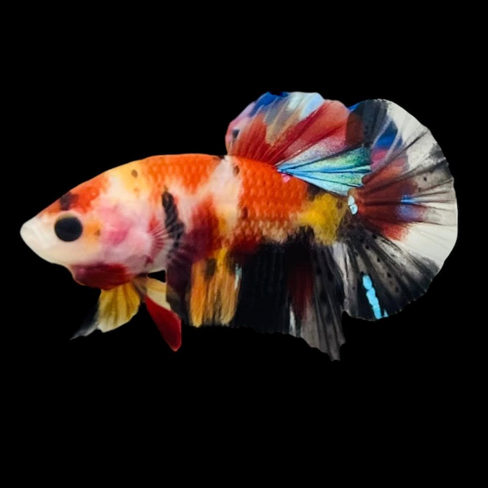 Rare Koi Multicolors Betta Fish