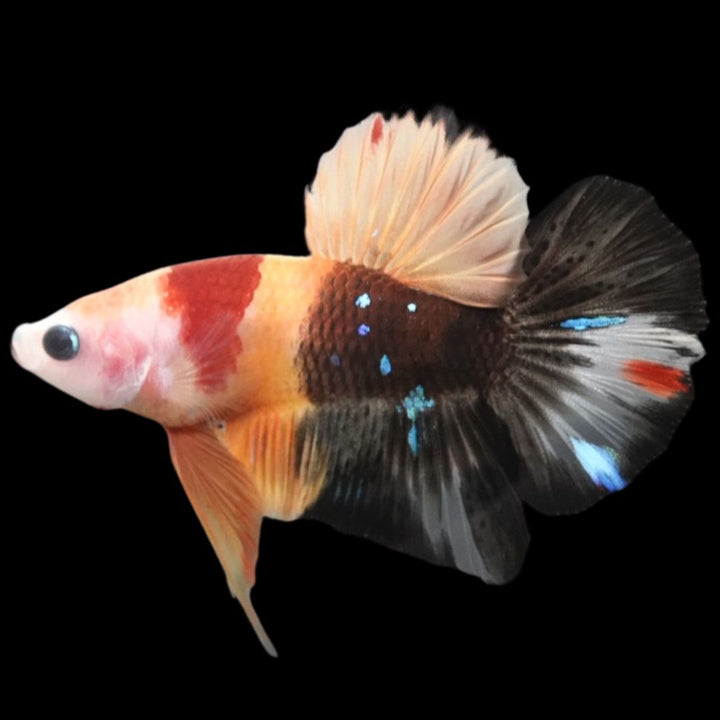 Rare Koi Multicolors Betta Fish