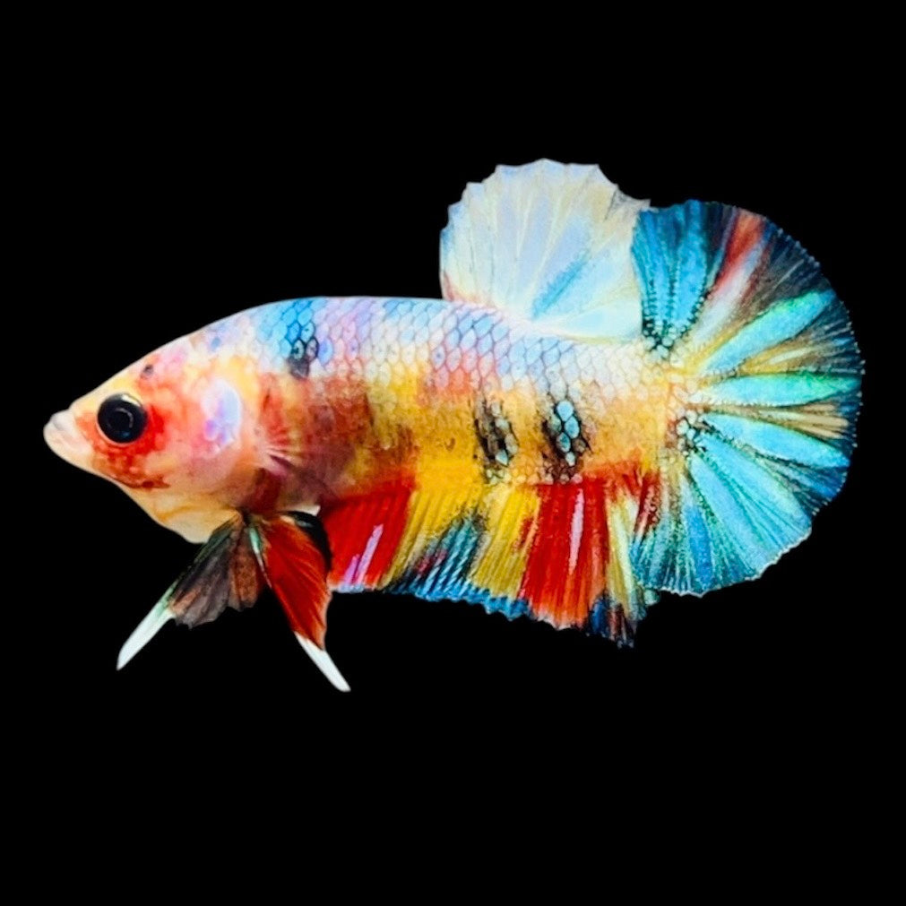 Rare Koi Multicolors Betta Fish