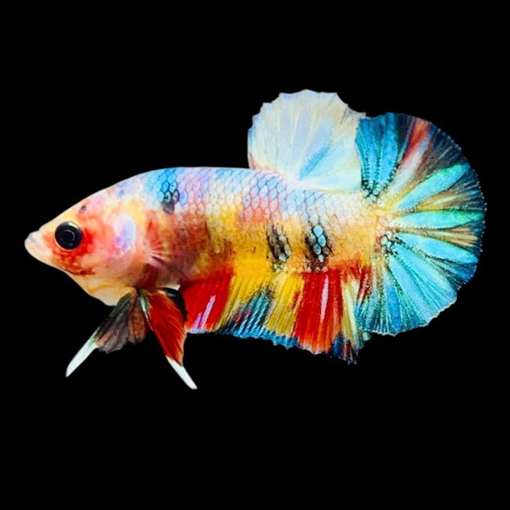 Rare Koi Multicolors Betta Fish