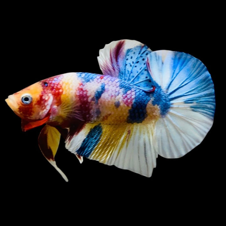 Rare Koi Multicolors Betta Fish