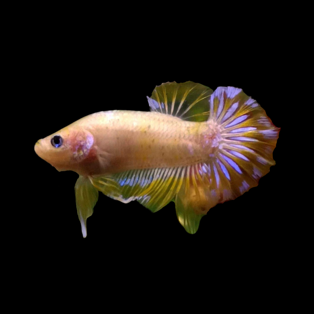 Rare Koi Yellow Betta Fish