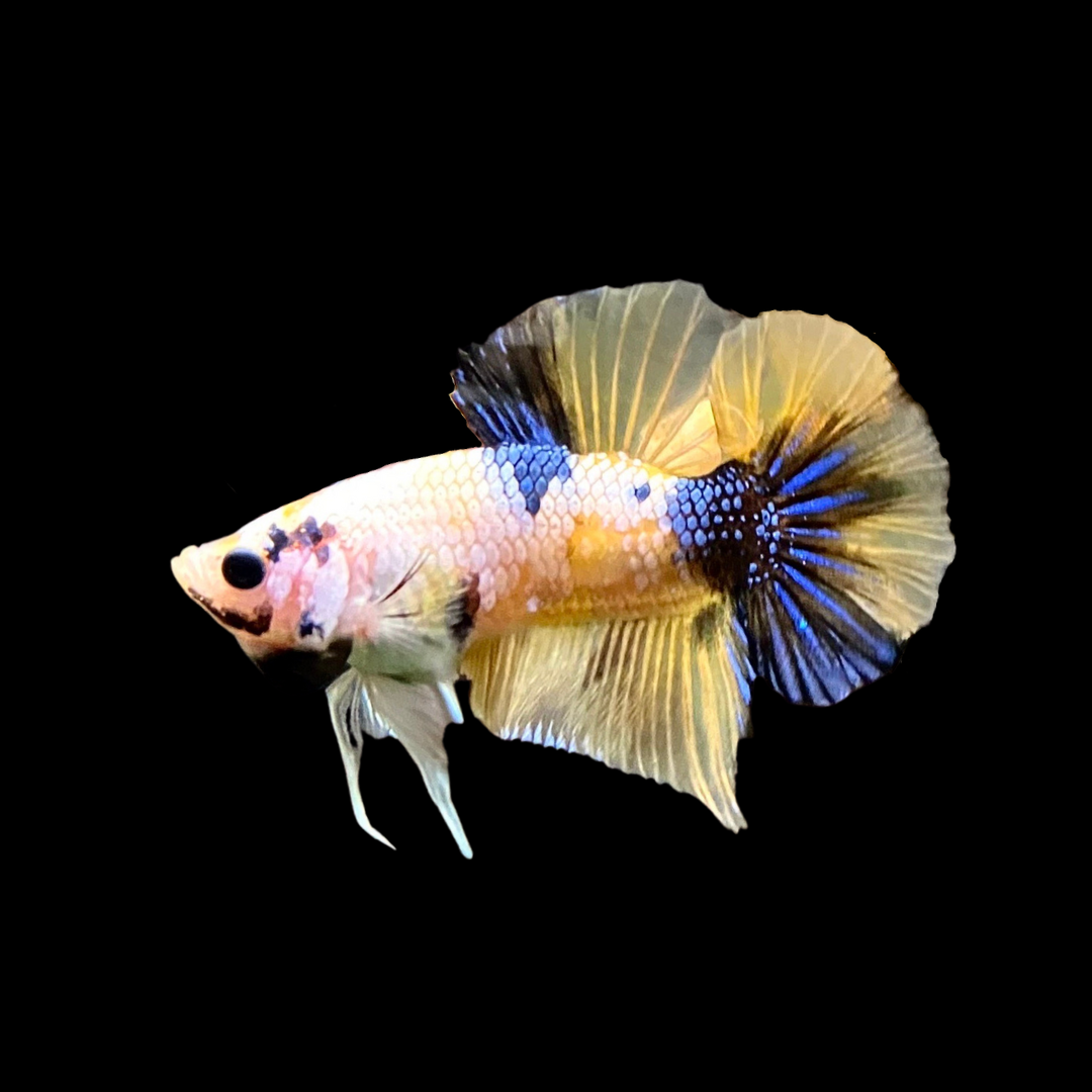 Rare Koi Yellow Galaxy Betta Fish