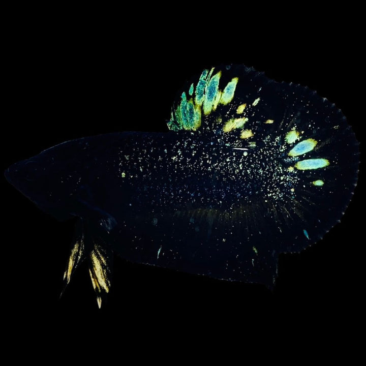 Rare Nebula Gold Betta Fish