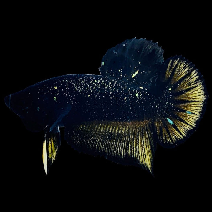 Rare Nebula Gold Betta Fish