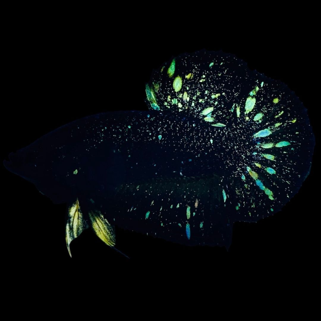 Rare Nebula Gold Betta Fish