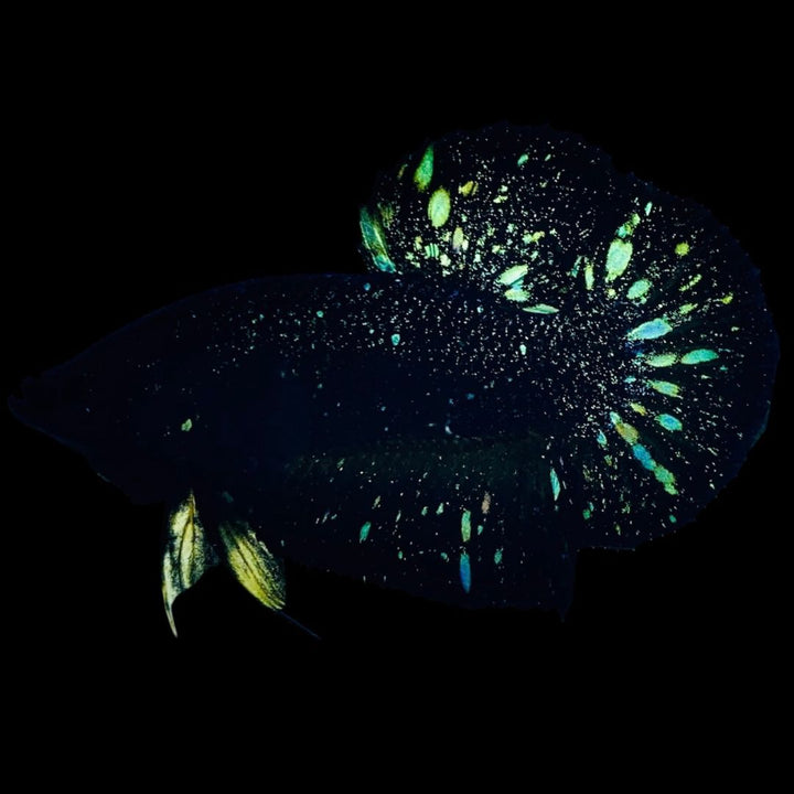 Rare Nebula Gold Betta Fish