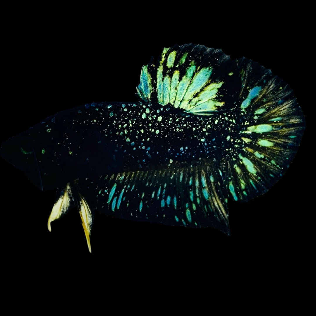 Rare Nebula Gold Betta Fish