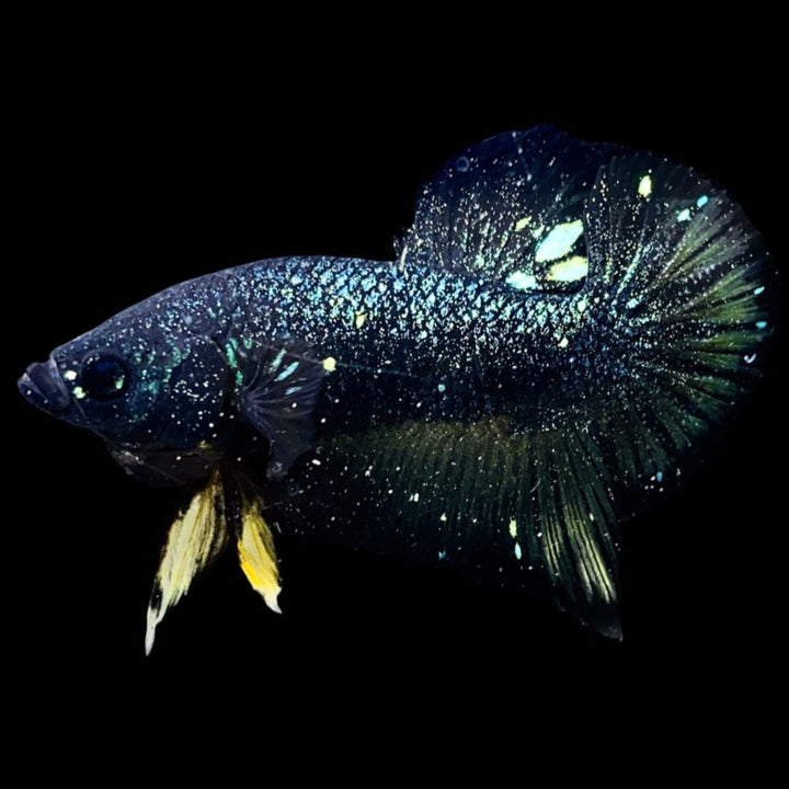 Rare Nebula Gold Betta Fish