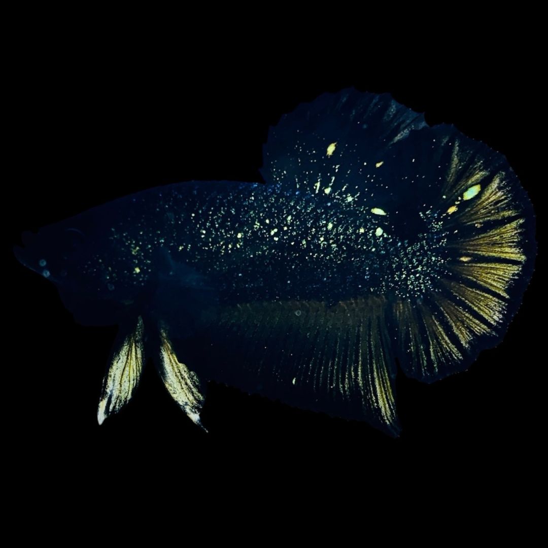 Thailand Betta Fish Rare Nebula Gold Betta Fish (Male)