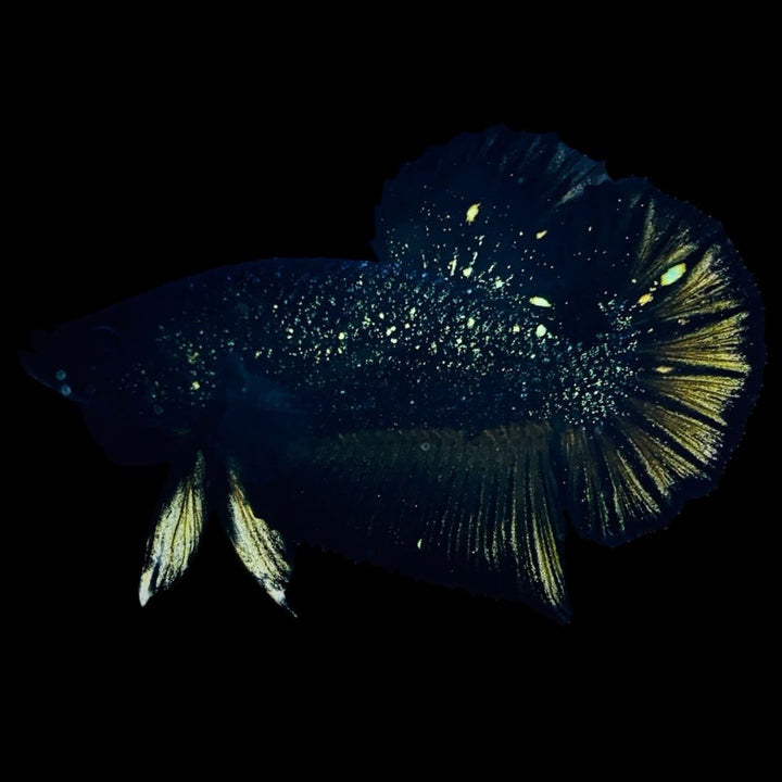 Rare Nebula Gold Betta Fish