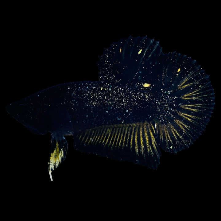 Rare Nebula Gold Betta Fish