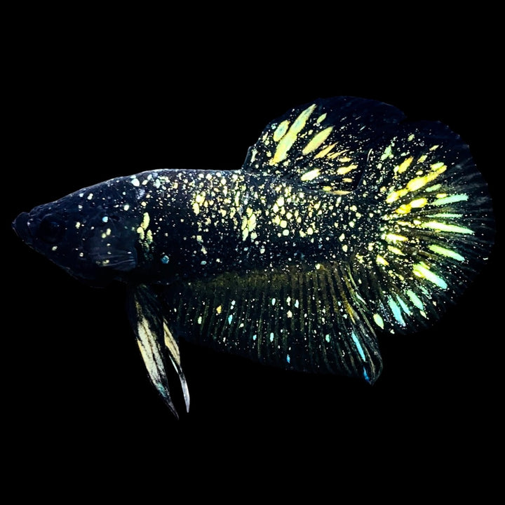 Rare Nebula Gold Betta Fish