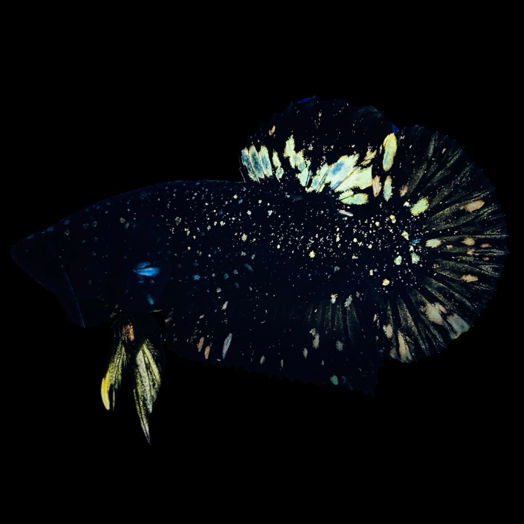 Rare Nebula Gold Betta Fish