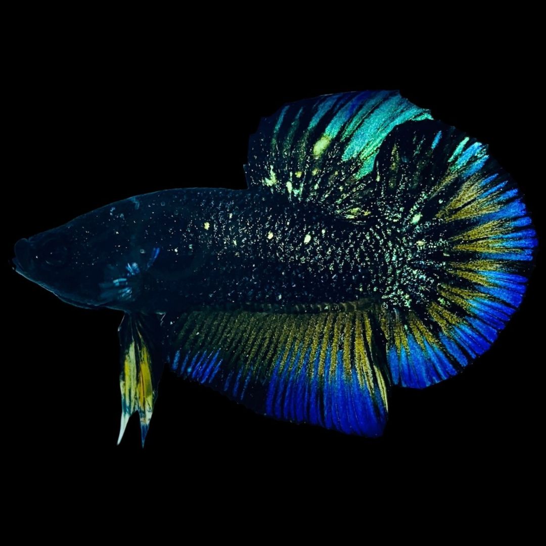 Rare Nebula Gold Betta Fish