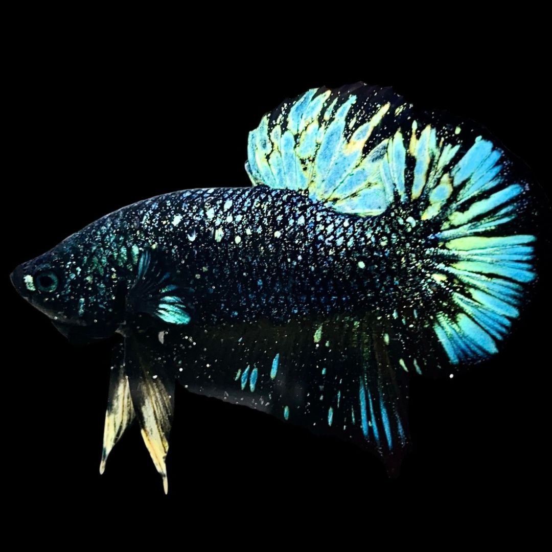 Rare Nebula Gold Betta Fish