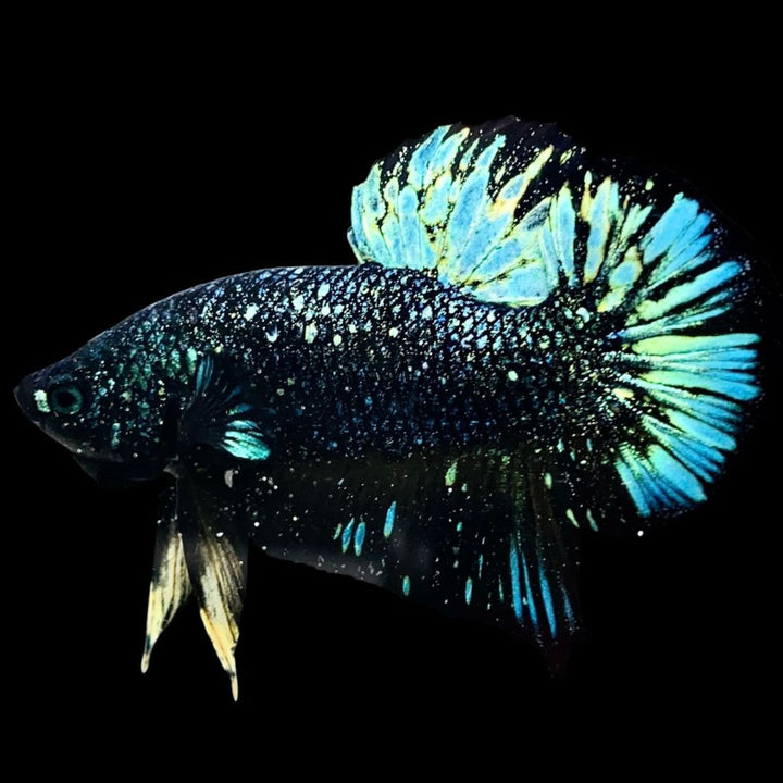 Rare Nebula Gold Betta Fish
