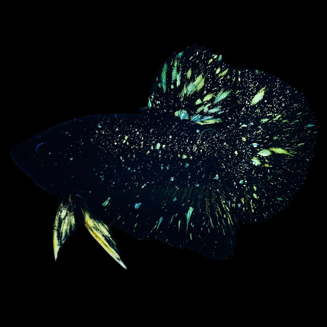 Rare Nebula Gold Betta Fish