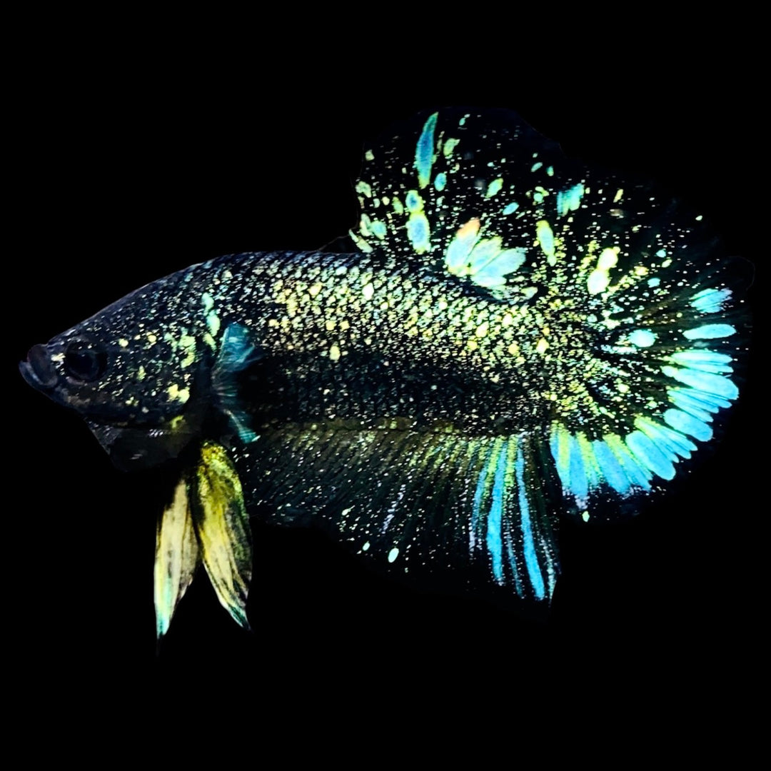 Rare Nebula Gold Betta Fish