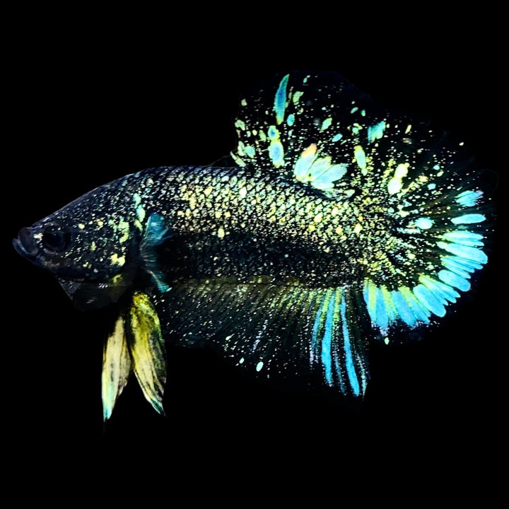 Rare Nebula Gold Betta Fish