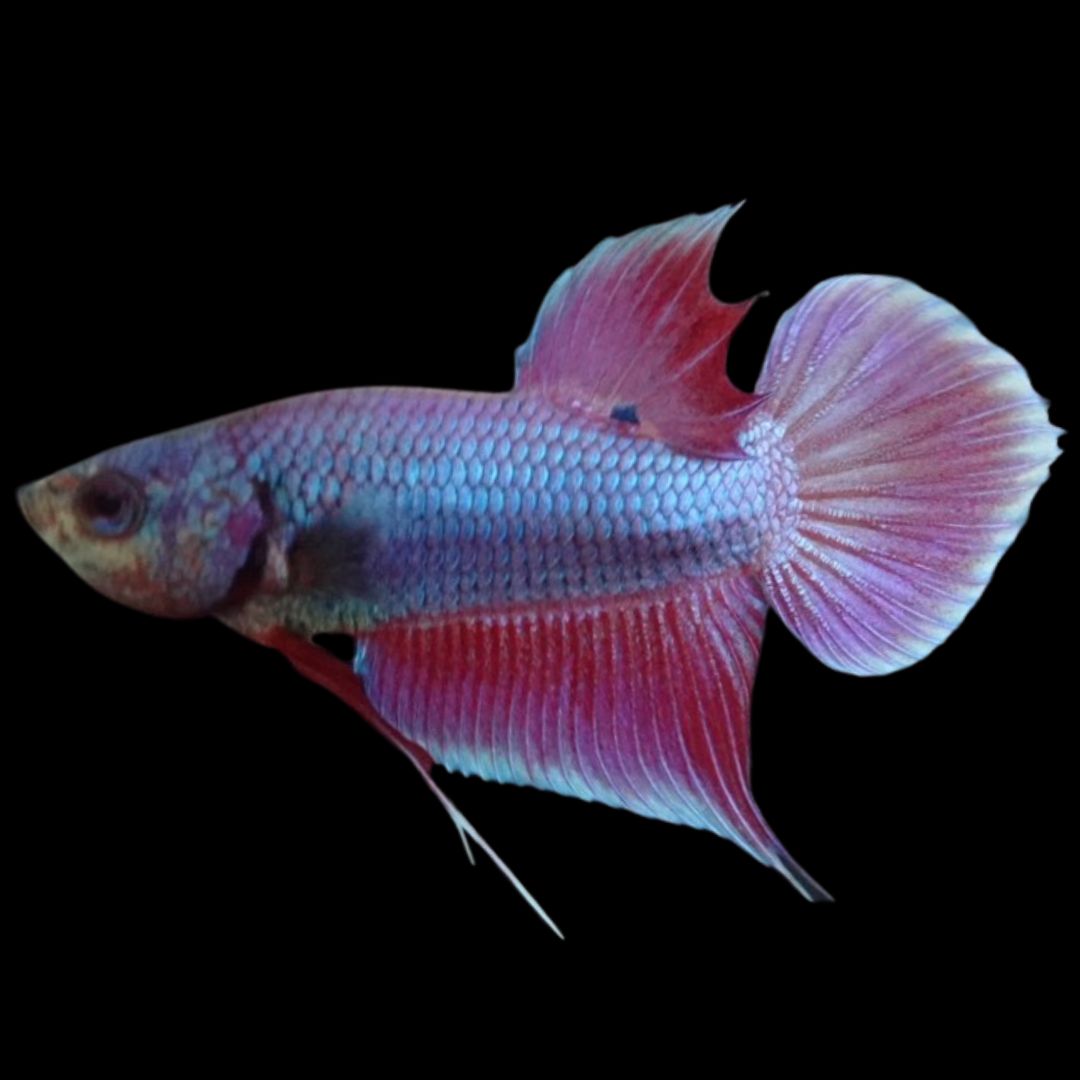 Rare Orchid Betta Fish