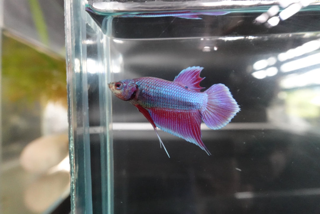 Rare Orchid Betta Fish