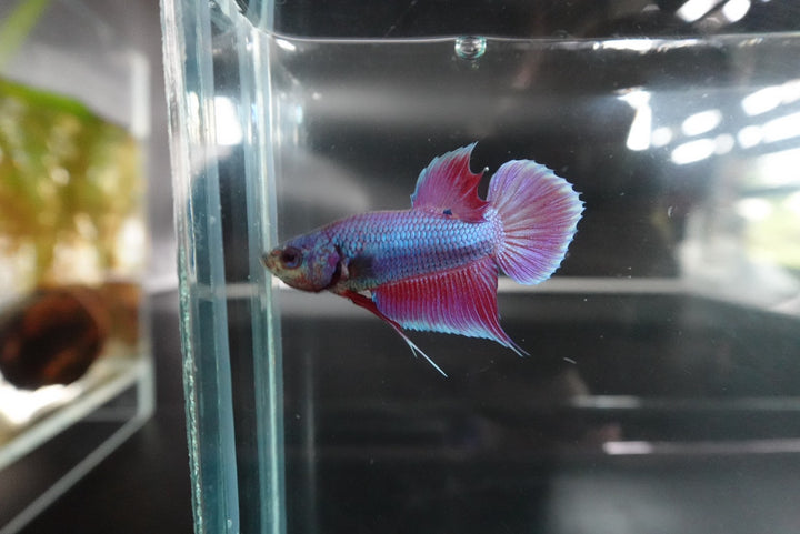 Rare Orchid Betta Fish
