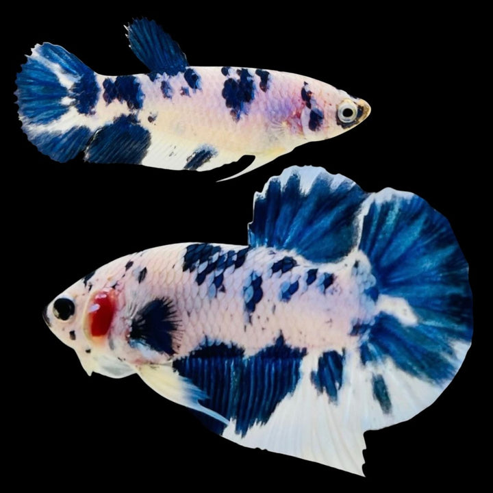 Rare Pair Blue Marble Betta Fish