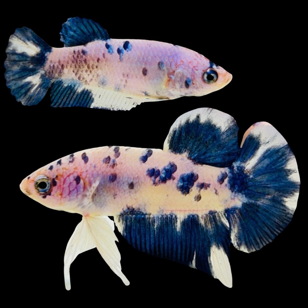 Rare Pair Blue Marble Betta Fish