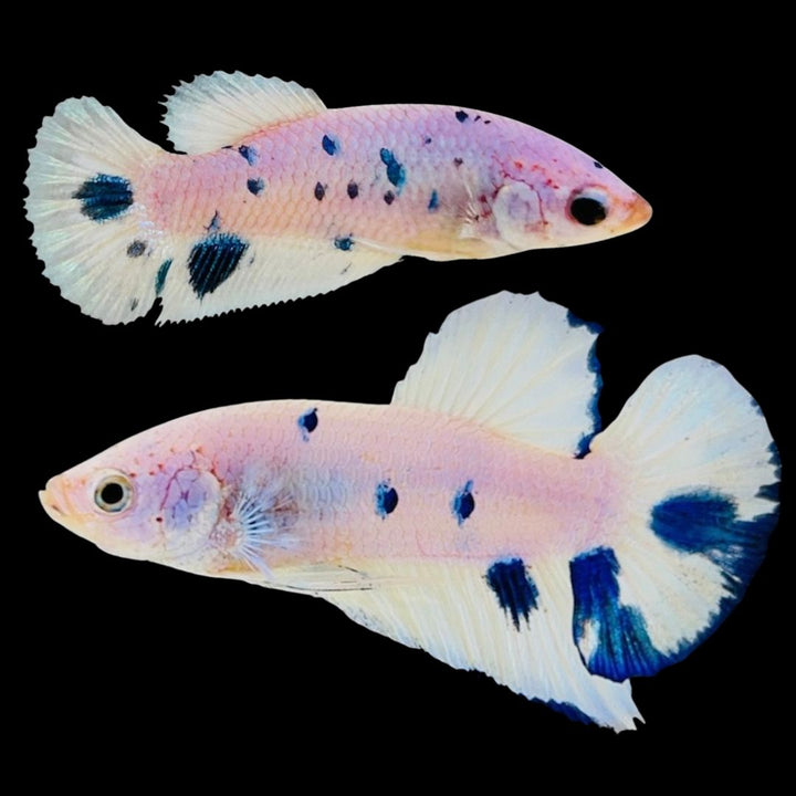 Rare Pair Blue Marble Betta Fish