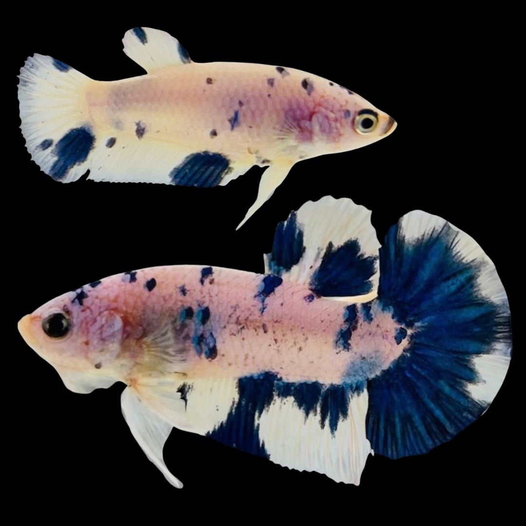 Rare Pair Blue Marble Betta Fish