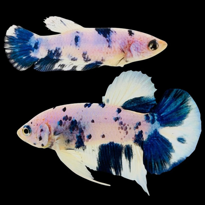 Rare Pair Blue Marble Betta Fish