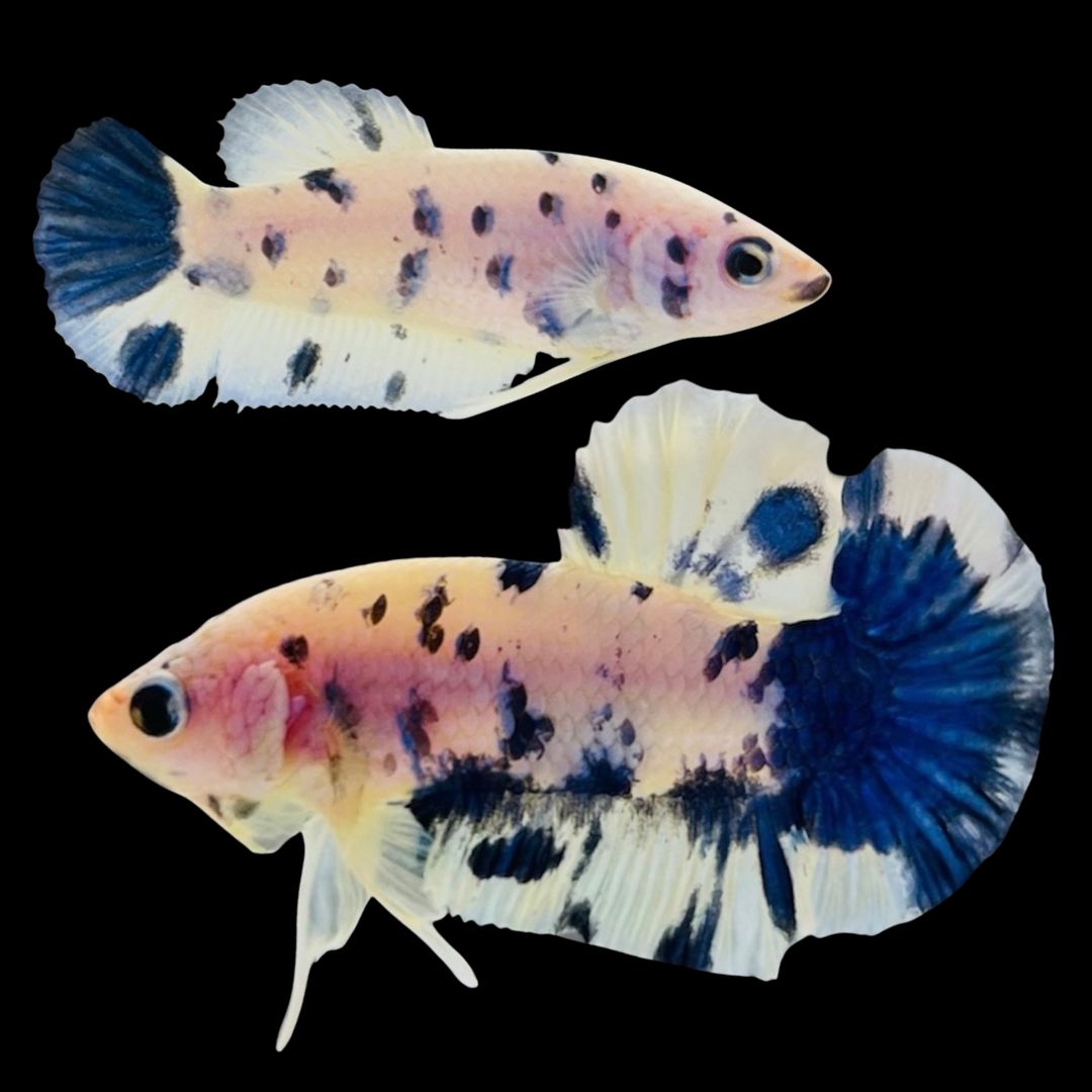 Rare Pair Blue Marble Betta Fish