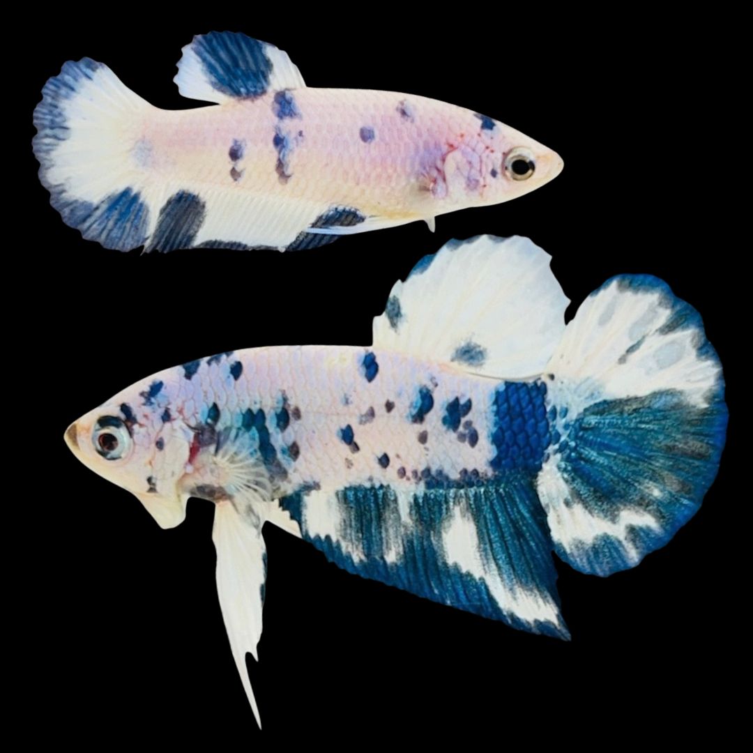 Rare Pair Blue Marble Betta Fish