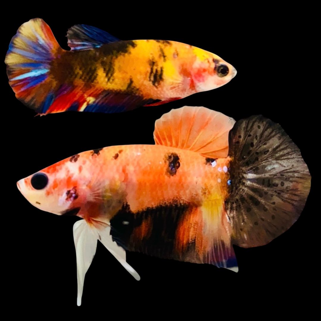 Rare Pair Koi Multicolors Betta Fish