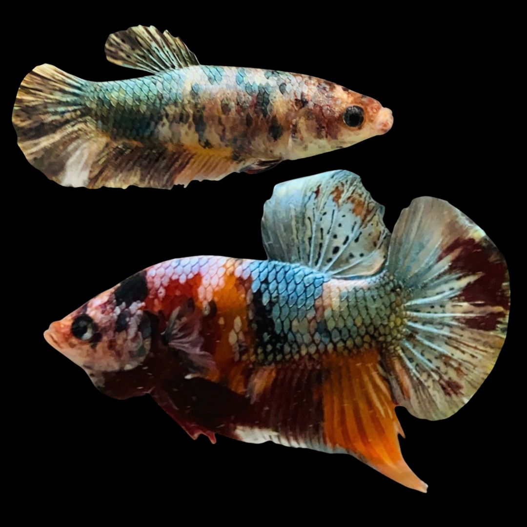 Rare Pair Koi Multicolors Betta Fish