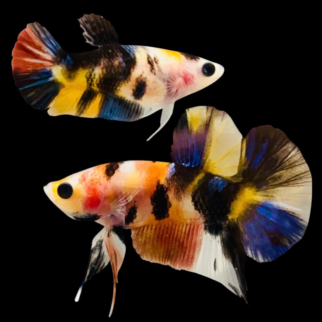 Rare Pair Koi Multicolors Betta Fish