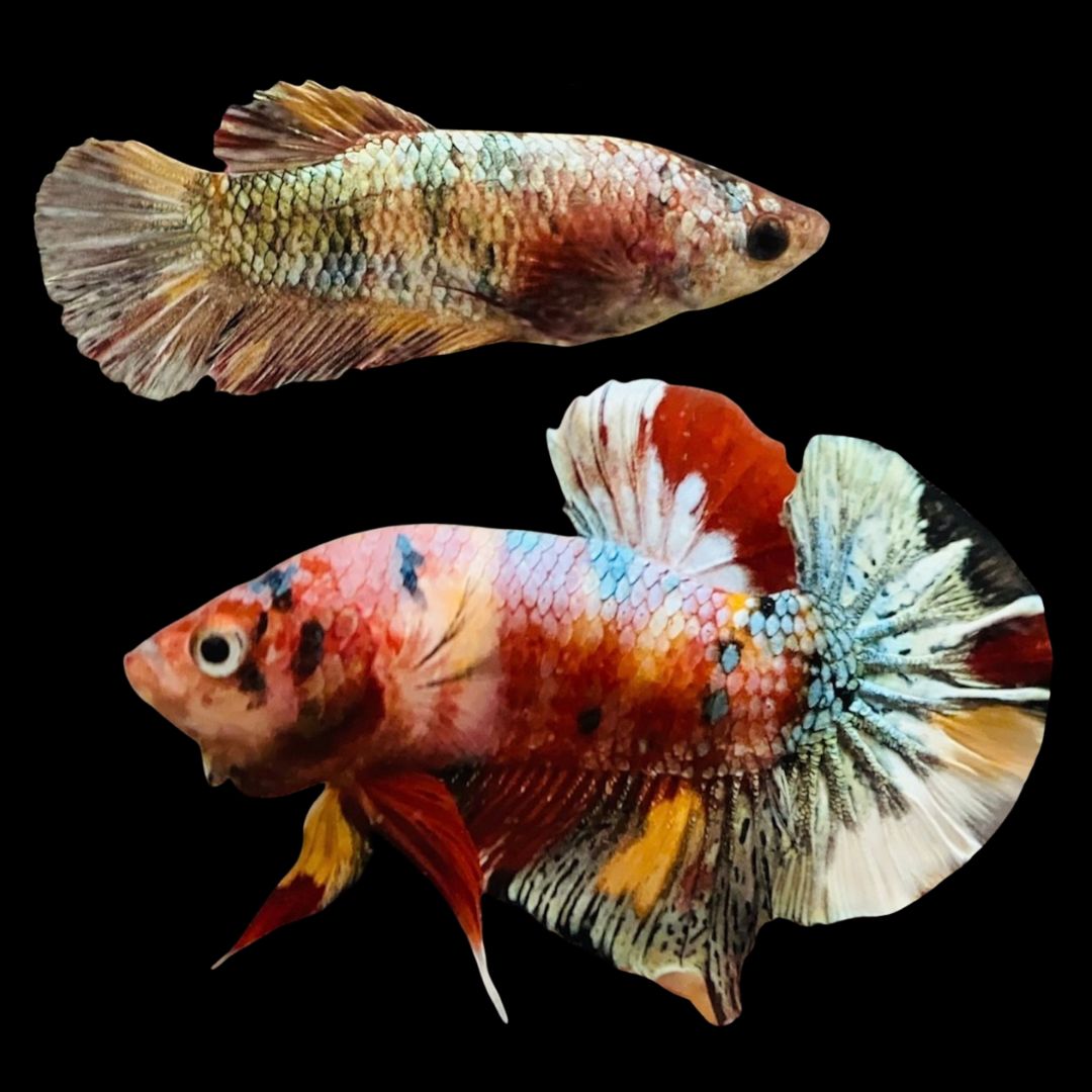 Rare Pair Koi Multicolors Betta Fish