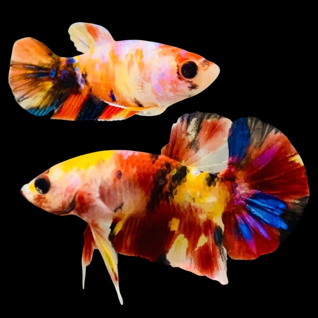 Rare Pair Koi Multicolors Betta Fish