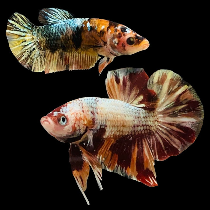 Rare Pair Koi Multicolors Betta Fish