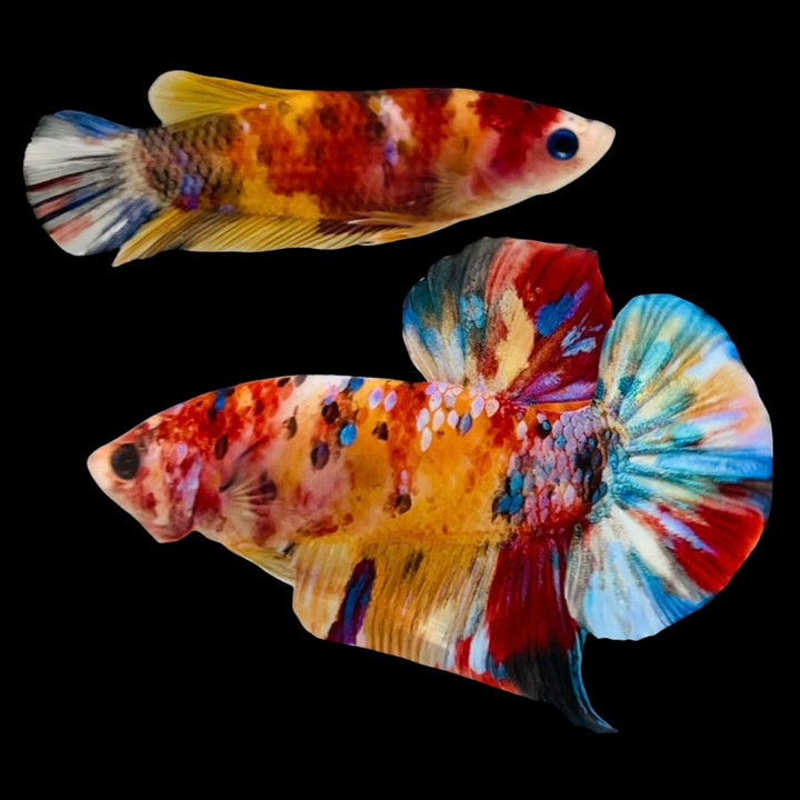 Rare Pair Koi Multicolors Betta Fish