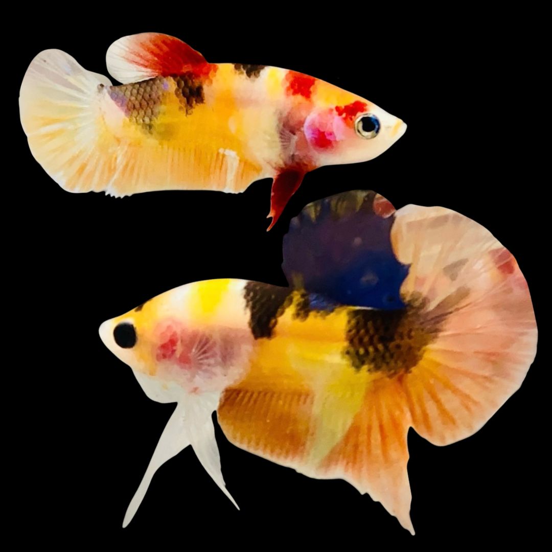 Rare Pair Koi Multicolors Betta Fish