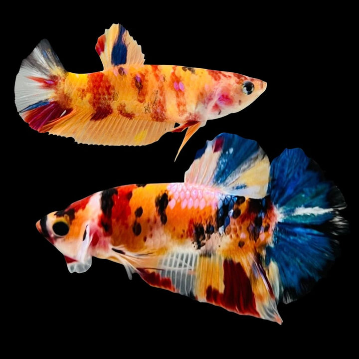 Rare Pair Koi Multicolors Betta Fish