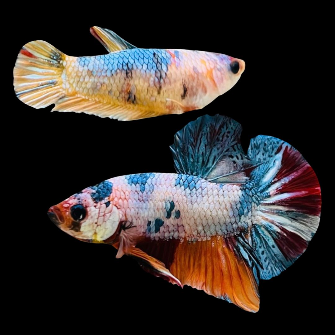 Rare Pair Koi Multicolors Betta Fish