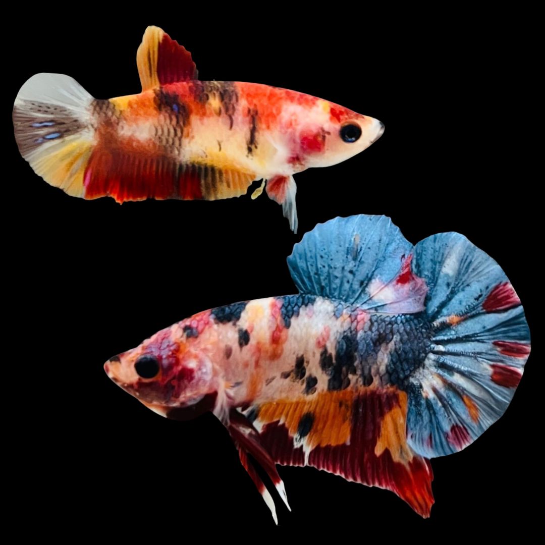 Rare Pair Koi Multicolors Betta Fish