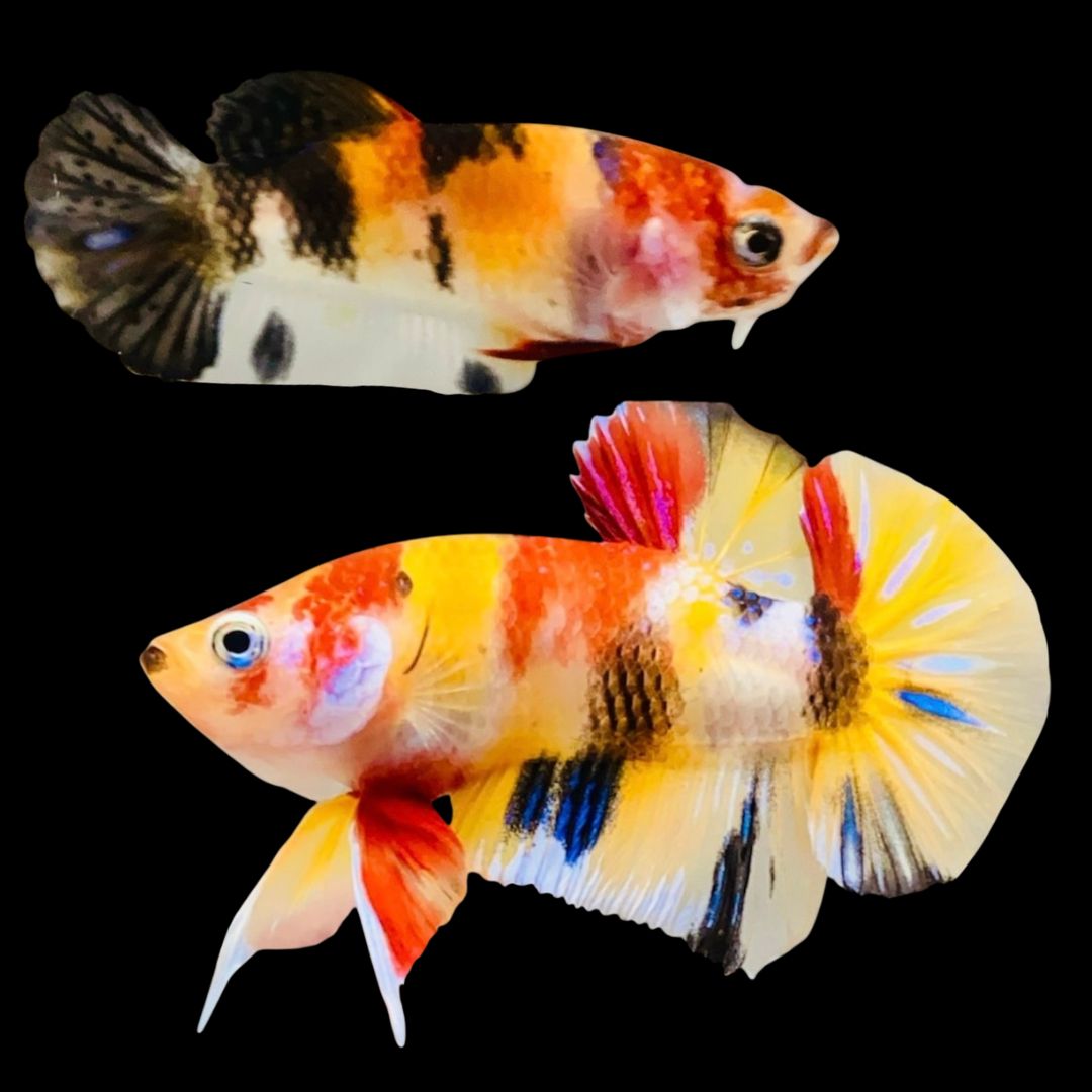 Rare Pair Koi Multicolors Betta Fish