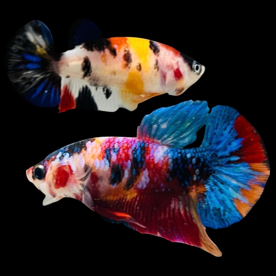 Rare Pair Koi Multicolors Betta Fish