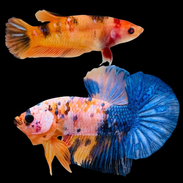 Rare Pair Koi Multicolors Betta Fish