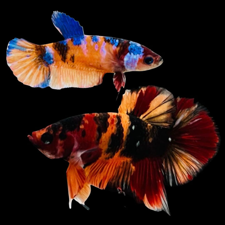 Rare Pair Koi Multicolors Betta Fish