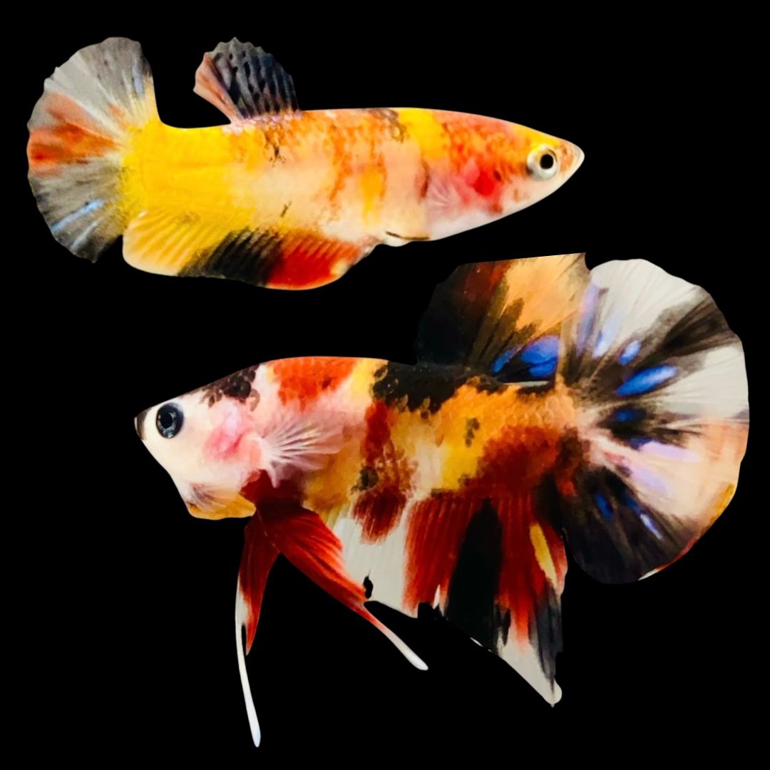 Rare Pair Koi Multicolors Betta Fish